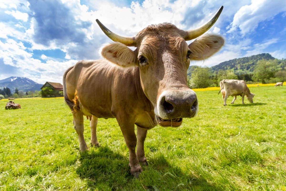 cow face up close pasture landscape