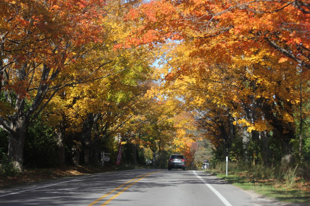 fall color canopy over car driving on road
