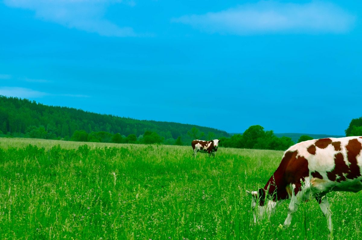cows grazing in field bright blue sky