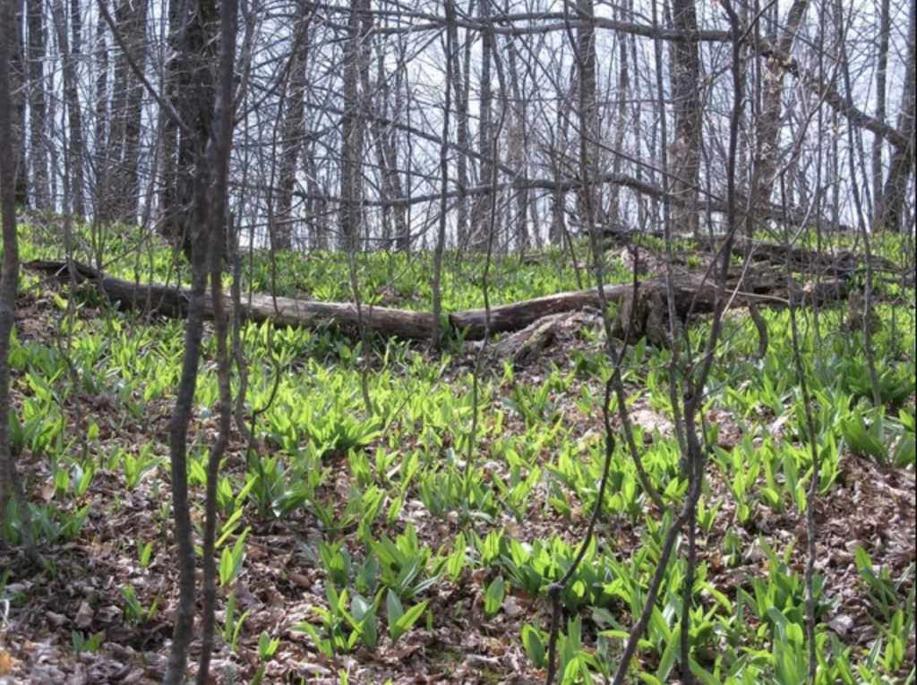 wild leeks or ramps in forest