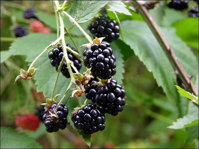 foraging; wild blackberries