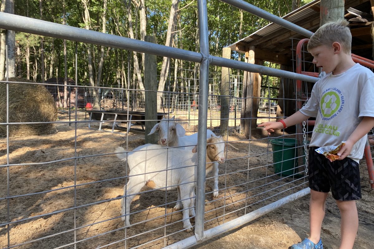 child petting and feeding goats